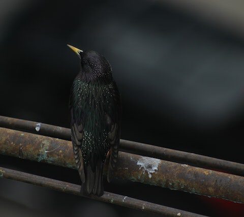 Vogelnest op het dak – Wat je moet weten over verwijdering