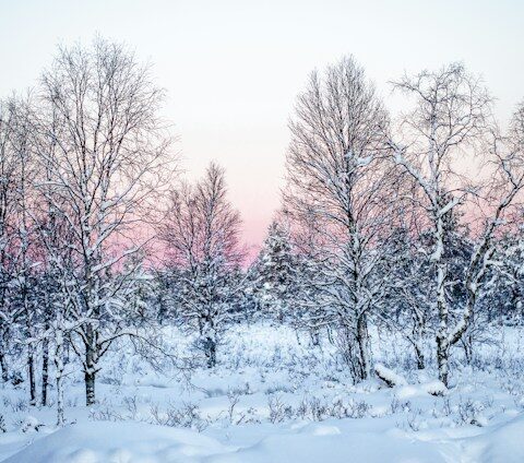 Vastleggen van winterwonderland: de magie van winterfotografie